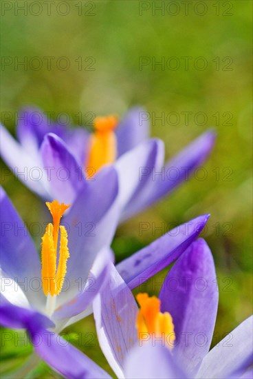 Spring crocus (Crocus Vernus) Munich, Bavaria, Germany, Europe