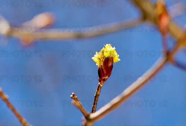 Buds of a red maple (Acer rubrum) against blue sky