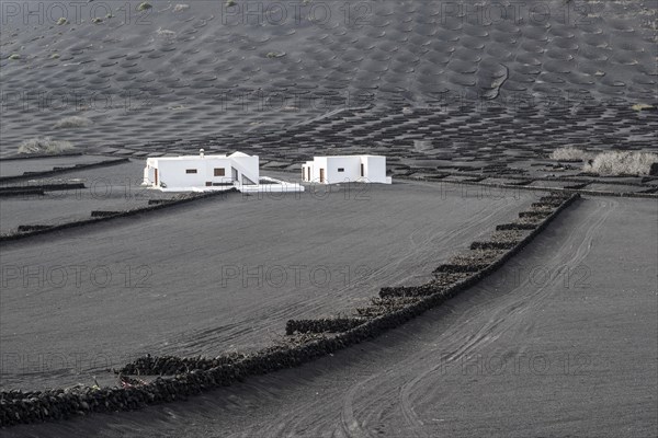 Wine growing in volcanic ash pits protected by dry stone walls, Yaiza, Lanzarote, Canary Islands, Spain, Europe