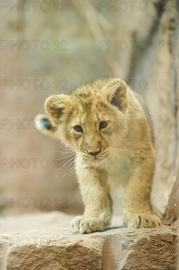 Asiatic lion (Panthera leo persica) cub standing on a rock, captive
