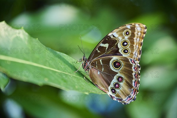 Peleides blue morpho butterfly (Morpho peleides) sitting on a leaf, Germany, Europe