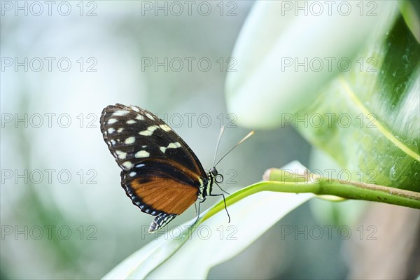 Tiger longwing (Heliconius hecale) butterfly sitting on a leaf, Germany, Europe