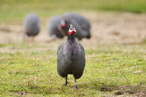 Helmeted guineafowl (Numida meleagris) on a meadow, Bavaria, Germany, Europe