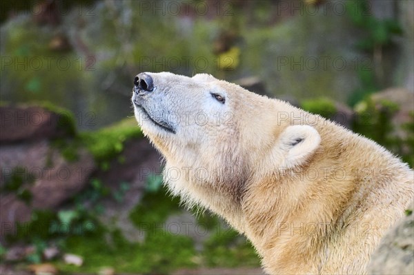 Polar bear (Ursus maritimus) portrait, captive, Germany, Europe