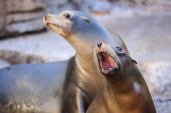 California sea lion (Zalophus californianus), portrait, captive, Germany, Europe