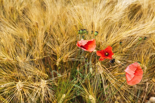Corn poppy, blossoms and poppy capsules between golden ears of grain, grain field in summer, Frau-Holle-Land Geo-nature park Park, Hesse, Germany, Europe