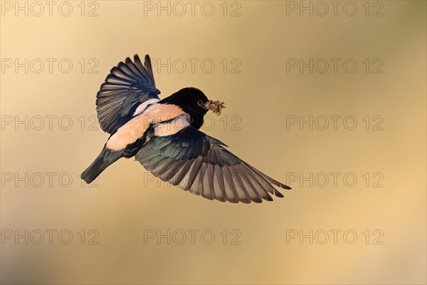 Roseate starling (Pastor roseus), adult bird, flying with food, Dobruja, Romania, Europe