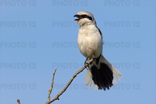 Great Grey Shrike (Lanius excubitor) calling, Thuringia, Germany, Europe