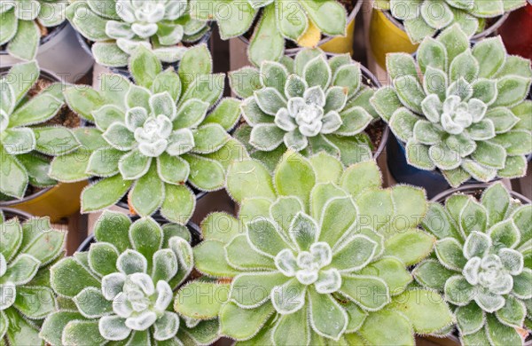 Small succulent plants background. greenhouse, top view, floral texture