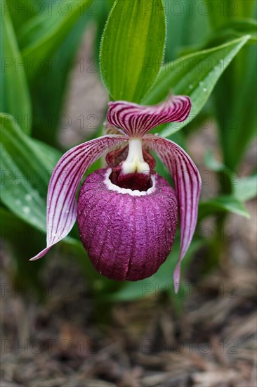 Beautiful orchids of different colors on green background in the garden. Lady's-slipper hybrids. Close up