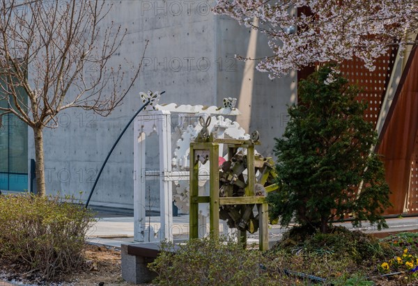 Two wooden waterwheels in front of building framed be cherry blossoms, leafless tree and evergreen tree in South Korea