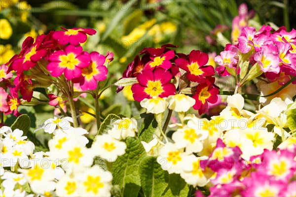 Primrose or primula in the spring garden. Purple, pink, yellow, white primroses in spring garden