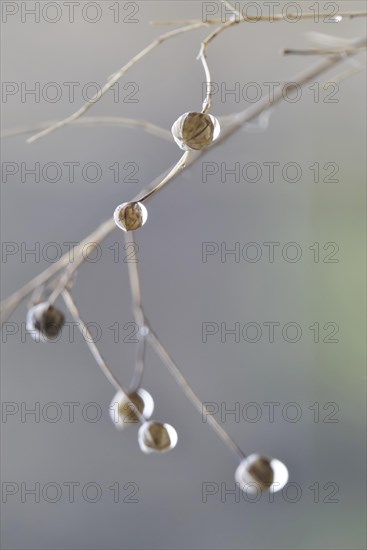 Linseed after the rain, February, Germany, Europe