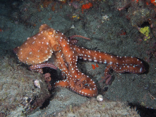 White spotted octopus (Callistoctopus Octopus macropus) at night. Dive site El Cabron Marine Reserve, Arinaga, Gran Canaria, Spain, Atlantic Ocean, Europe