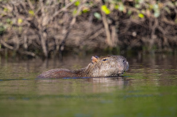 Capybara (Hydrochaeris hydrochaeris) Pantanal Brazil