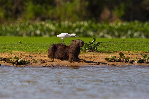 Capybara (Hydrochaeris hydrochaeris) Cattle egret (Bubulcus ibis) Pantanal Brazil