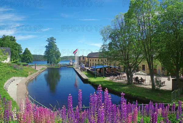 Flowering lupine in front of parts of the lock system of Haverud, Dalsland Canal, Mellerud, Vaestra Goetland, Sweden, Europe