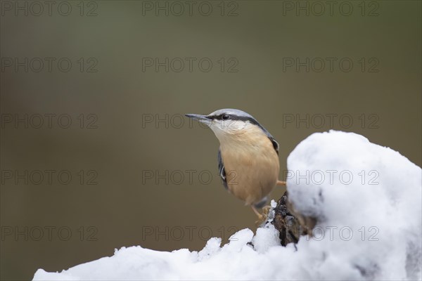 European nuthatch (Sitta europaea) adult bird on a snow covered tree stump, Wales, United Kingdom, Europe