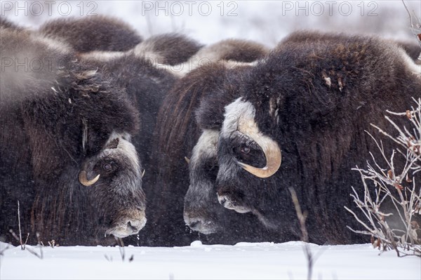 Musk oxen (Ovibos moschatus), herd in a snowstorm, standing, portrait, North Slope, Alaska, USA, North America