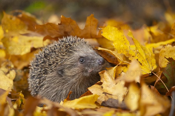 European hedgehog (Erinaceus europaeus) adult emerging from a pile of fallen autumn leaves, Suffolk, England, United Kingdom, Europe