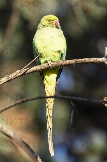 Rose-ringed parakeet (Psittacula krameri) on a branch, wildlife, Germany, Europe