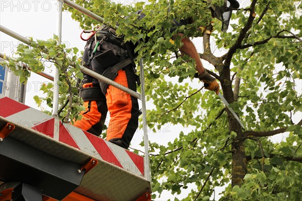 Workers on the work platform pruning or maintaining trees