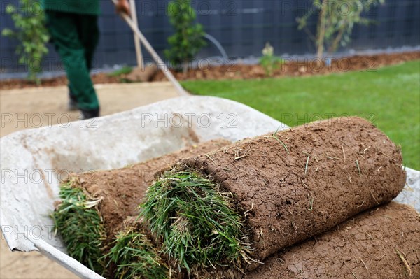 Gardener lays sod