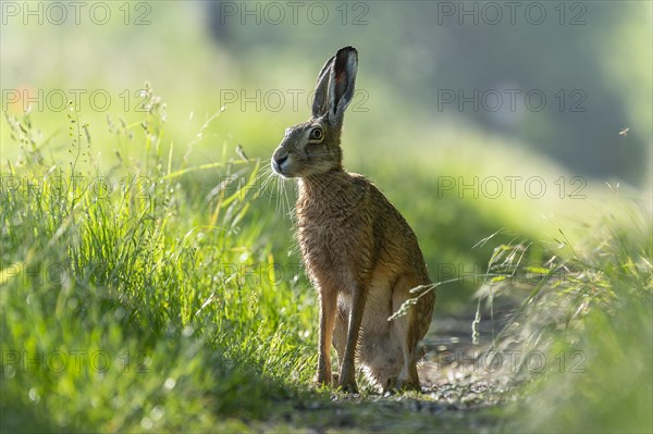 European hare (Lepus europaeus) sitting on a dirt track, wildlife, Lower Saxony, Germany, Europe