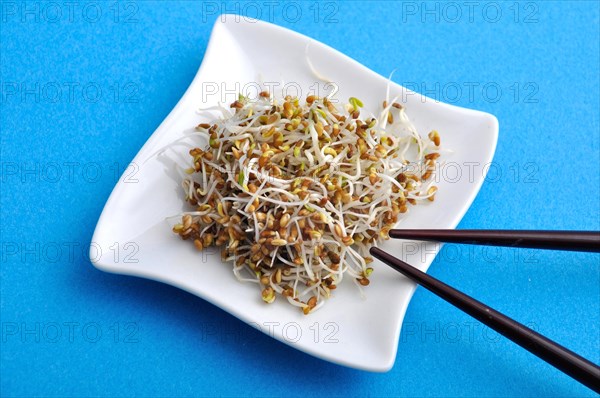 A white plate with sprouts and chopsticks against a blue background suggests a healthy vegetarian meal