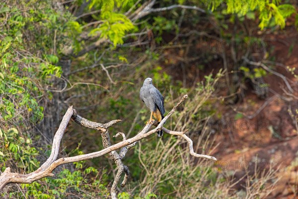 Stilt Buzzard (Geranospiza caerulescens) Pantanal Brazil