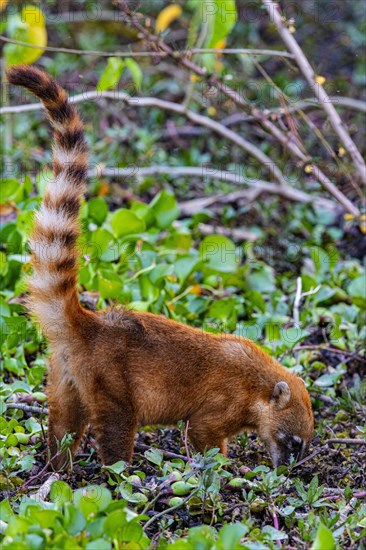 South American coati (nasua nasua) Pantanal Brazil