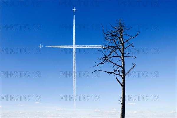 Dead pine tree, condensation trails in shape of a cross, in blue sky as symbol for tree death or mortality, Perlacher Forst, Munich, Germany, Europe