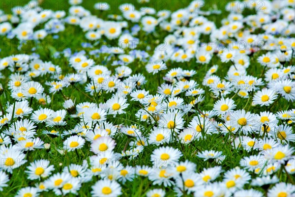 Spring meadow with Daisy (Bellis Perennis) Munich, Bavaria, Germany, Europe