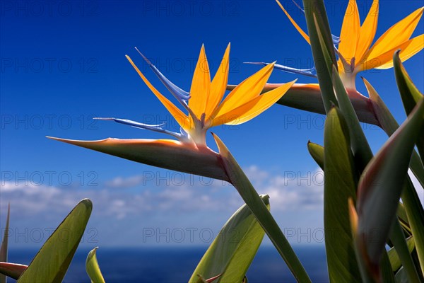 Bird of paradise or crane flower (Strelitzia reginae) La Palma, Canary Islands, Spain, Europe