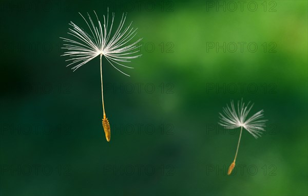 Dandelion seed (Taraxacum Officinale) fly