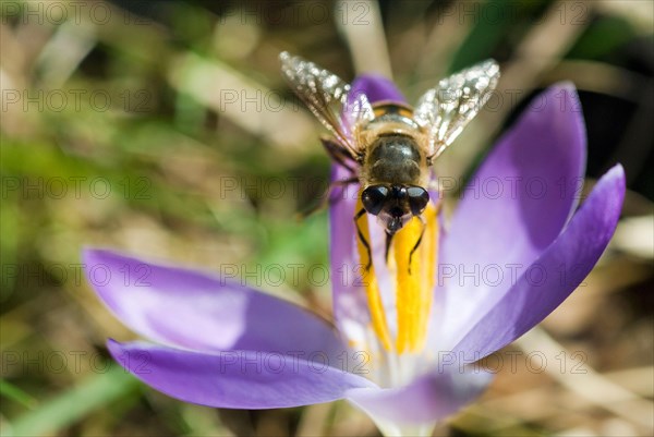Hoverfly (Syrphidae) on spring crocus (Crocus Vernus) Munich, Bavaria, Germany, Europe