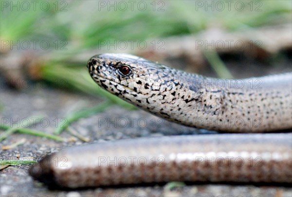 Slow Worm (Anguis Fragilis)