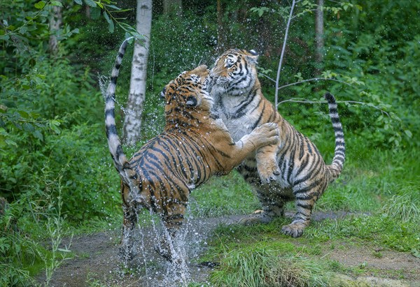 Siberian tiger (Panthera tigris altaica), two tigers fighting, captive, Germany, Europe