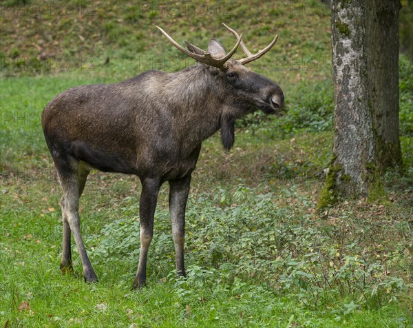 Elk (Alces alces), bull moose standing in a forest meadow, captive, Germany, Europe