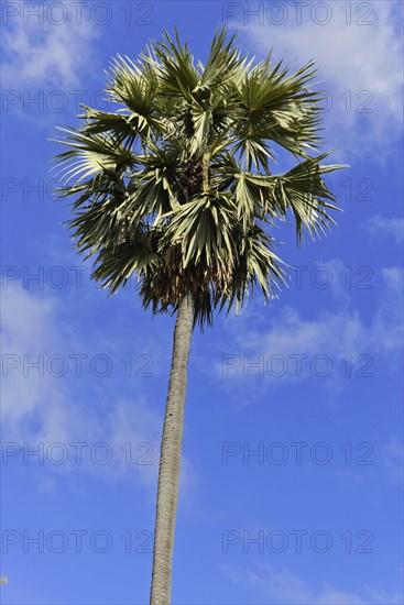 Palm, Mandalay Division, Myanmar, Asia