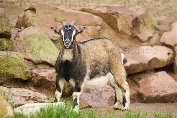 Domestic goat (Capra hircus) in front of a wall, Bavaria, Germany, Europe