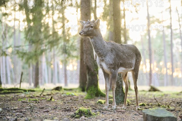 Fallow deer (Dama dama) buck standing in a forest, Bavaria, Germany, Europe