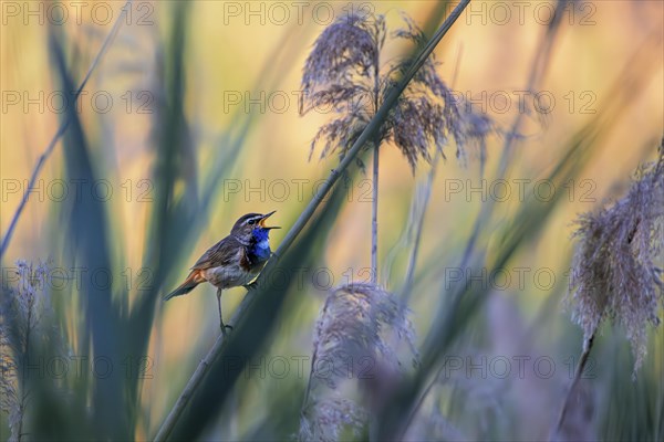 A bluethroat sings in the illuminated reeds of the Wagbachniederung, and the sun is shining too!