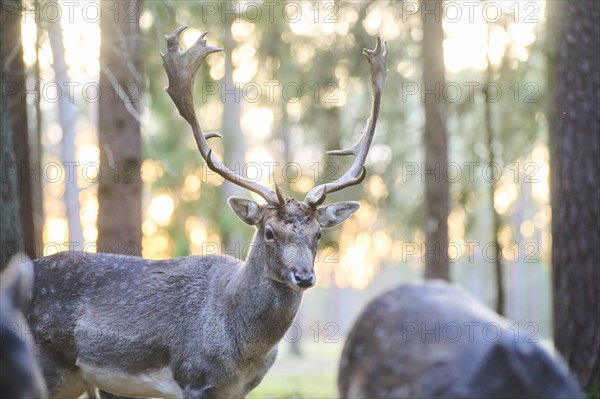 Fallow deer (Dama dama) buck standing in a forest, Bavaria, Germany, Europe