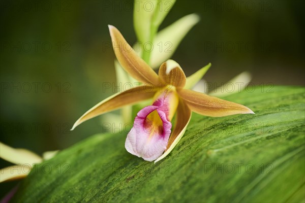 Greater swamp-orchid (Phaius tankervilleae) flower growing in a greenhouse, Bavaria, Germany, Europe