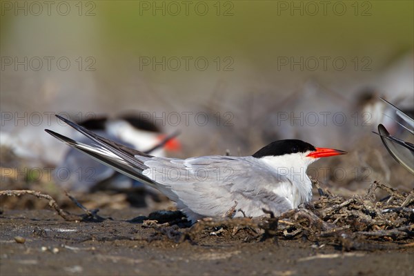 Common Tern (Sterna hirundo), on nest in breeding colony, Danube Delta Biosphere Reserve, Romania, Europe