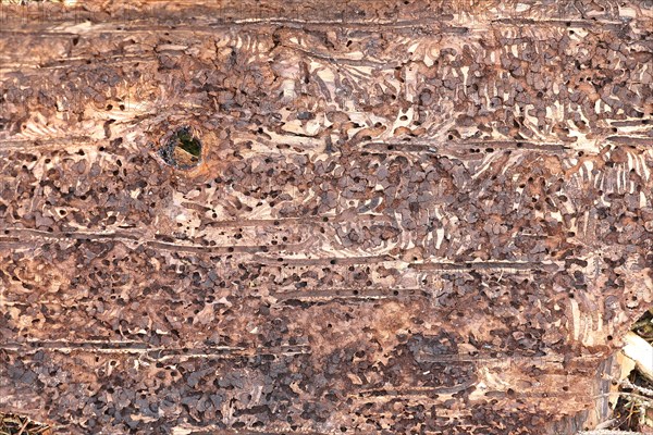 Feeding galleries of the spruce bark beetle (Ips typographus L.) under the bark of Norway spruce (Picea abies), Wilnsdorf, North Rhine-Westphalia, Germany, Europe