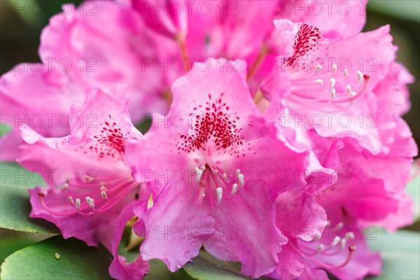 Rhododendron (azalea) flowers of various colors in the spring garden. Closeup. Blurred background