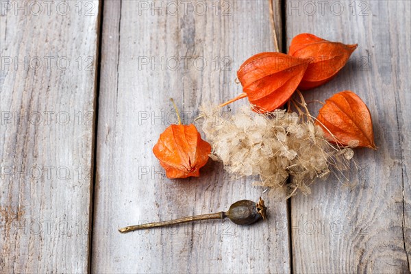 Dry flowers of hydrangea and red physalis on rustic wooden background with copy space