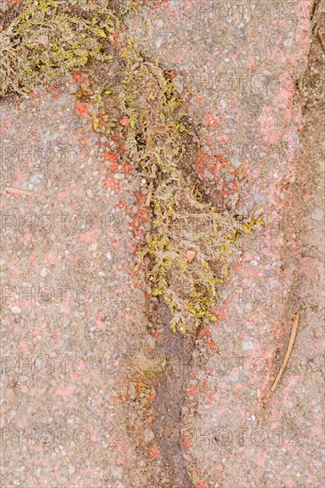Closeup of green plant growing through crack of red brick viewed from the top down in South Korea